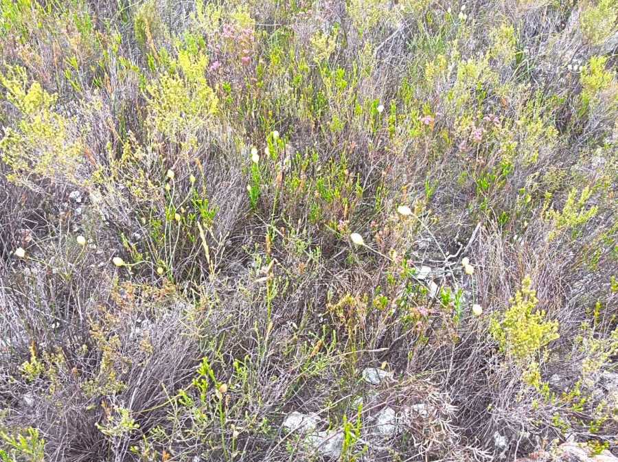 0 Bedroom Property for Sale in Baardskeerdersbos Western Cape